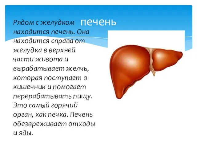 Рядом с желудком находится печень. Она находится справа от желудка в верхней