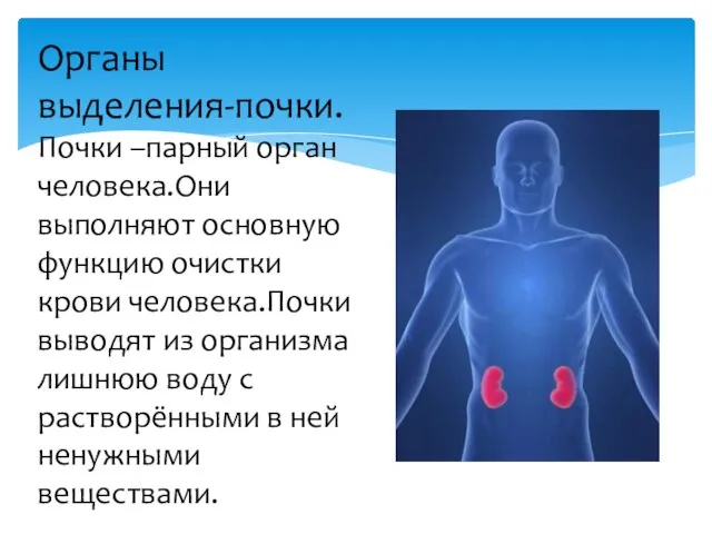 Органы выделения-почки. Почки –парный орган человека.Они выполняют основную функцию очистки крови человека.Почки