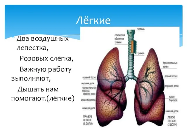 Два воздушных лепестка, Розовых слегка, Важную работу выполняют, Дышать нам помогают.(лёгкие) Лёгкие