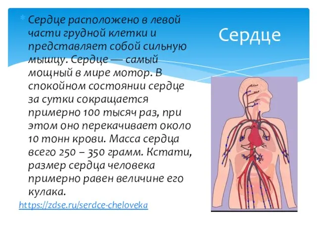 Сердце расположено в левой части грудной клетки и представляет собой сильную мышцу.