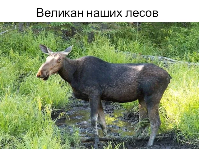 Великан наших лесов