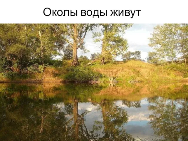 Околы воды живут