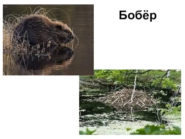 Бобёр