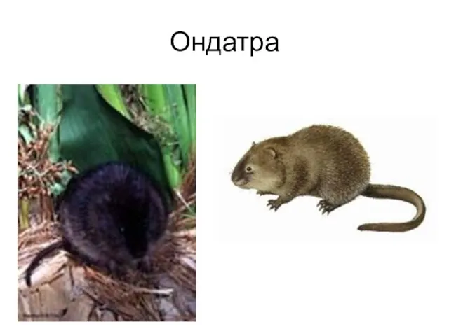 Ондатра