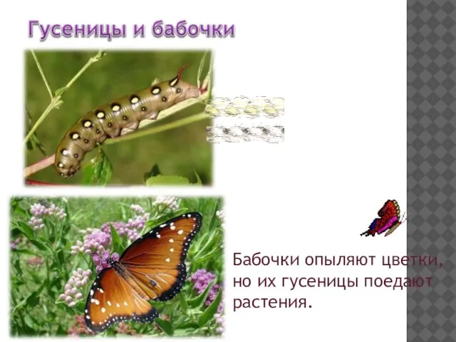 Бабочки опыляют цветки, но их гусеницы поедают растения.