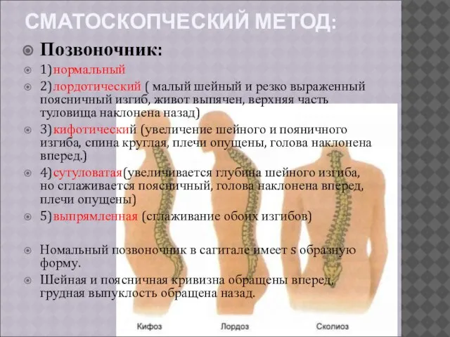 СМАТОСКОПЧЕСКИЙ МЕТОД: Позвоночник: 1)нормальный 2)лордотический ( малый шейный и резко выраженный поясничный