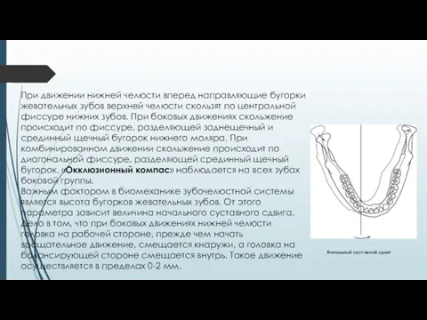 При движении нижней челюсти вперед направляющие бугорки жевательных зубов верхней челюсти скользят