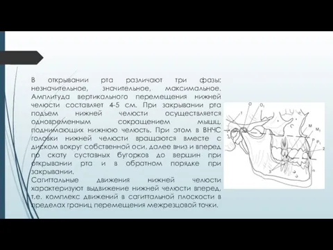 В открывании рта различают три фазы: незначительное, значительное, максимальное. Амплитуда вертикального перемещения