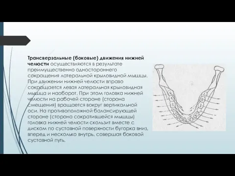 Трансверзальные (боковые) движения нижней челюсти осуществляются в результате преимущественно одностороннего сокращения латеральной