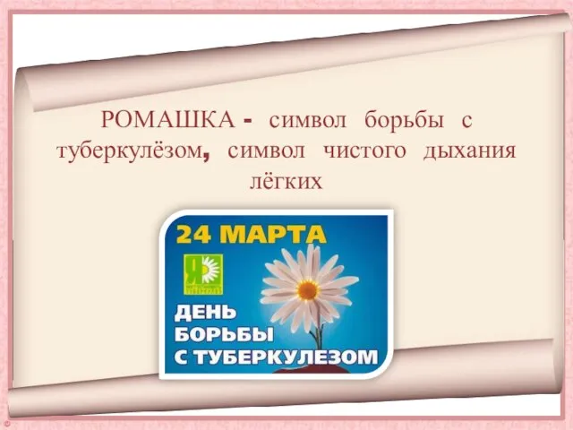 РОМАШКА - символ борьбы с туберкулёзом, символ чистого дыхания лёгких