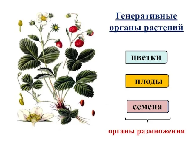 Генеративные органы растений органы размножения