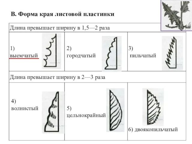 В. Форма края листовой пластинки