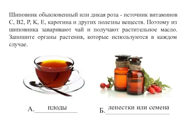 Шиповник обыкновенный или дикая роза - источник витаминов C, B2, P, K,