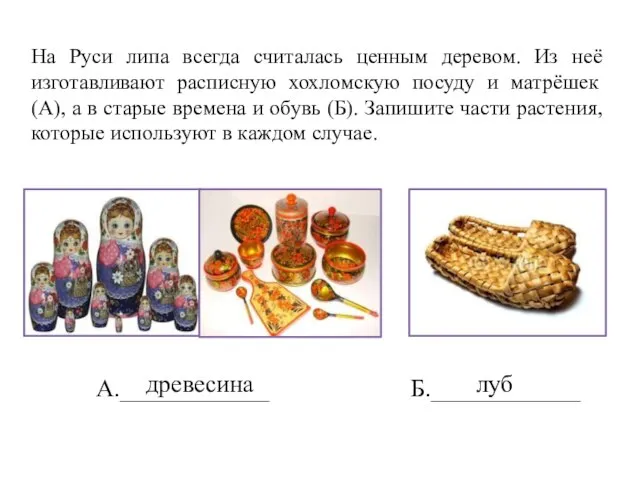 На Руси липа всегда считалась ценным деревом. Из неё изготавливают расписную хохломскую