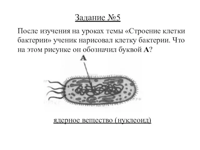 ядерное вещество (нуклеоид) Задание №5 После изучения на уроках темы «Строение клетки