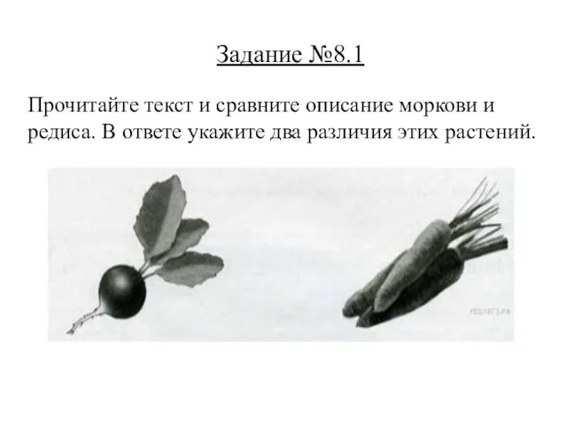 Задание №8.1 Прочитайте текст и сравните описание моркови и редиса. В ответе