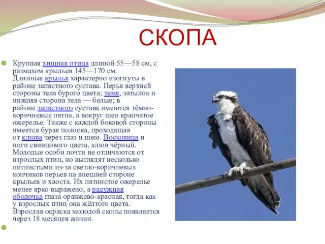 СКОПА Крупная хищная птица длиной 55—58 см, с размахом крыльев 145—170 см.