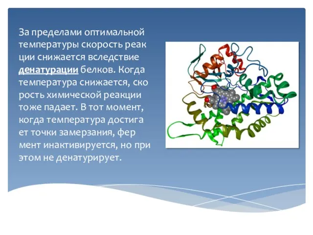 За пре­де­ла­ми оп­ти­маль­ной тем­пе­ра­ту­ры ско­рость ре­ак­ции сни­жа­ет­ся вслед­ствие де­на­ту­ра­ции бел­ков. Когда тем­пе­ра­ту­ра