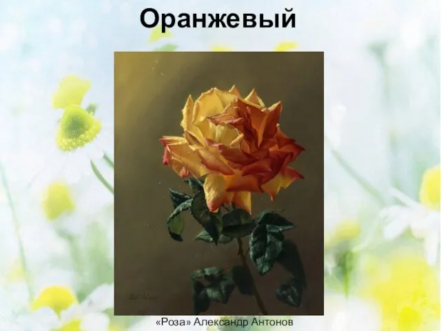 Оранжевый «Роза» Александр Антонов