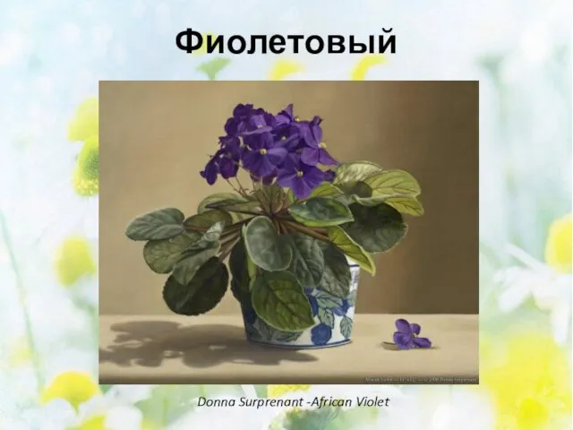 Фиолетовый Donna Surprenant -African Violet