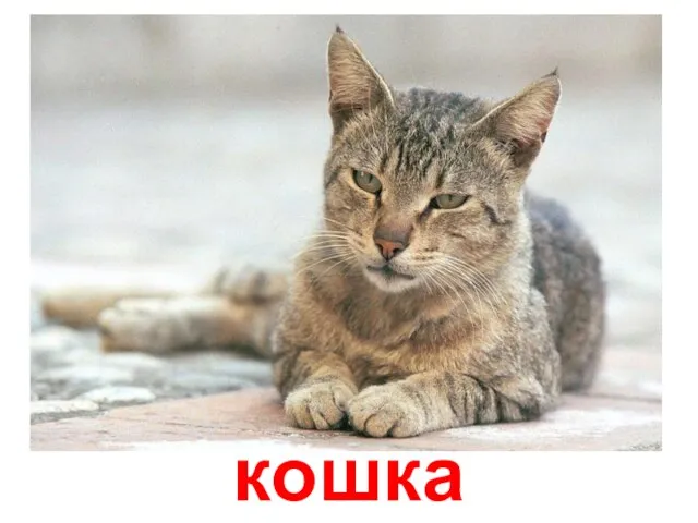 кошка