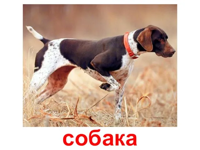 собака