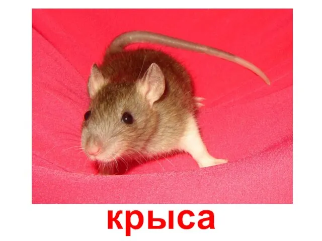 крыса