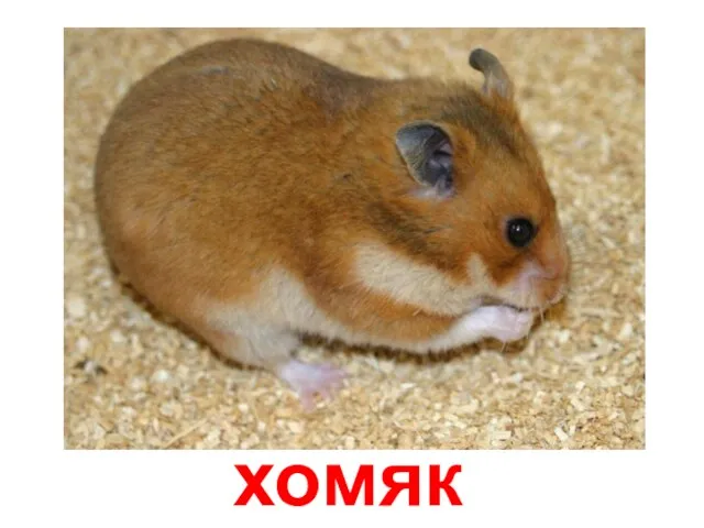 хомяк