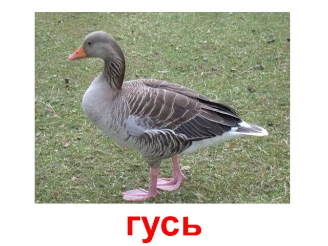 гусь