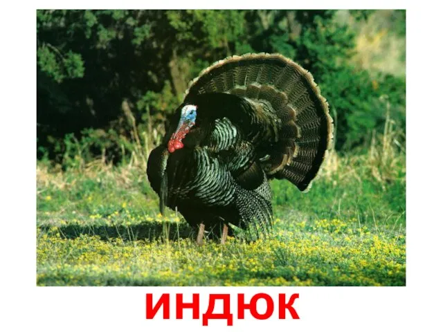 индюк