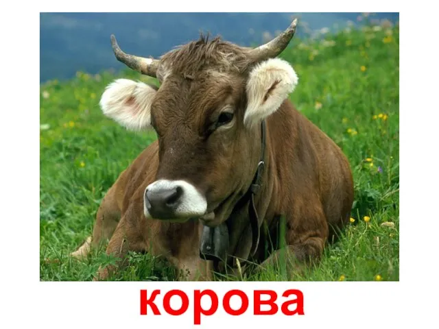 корова