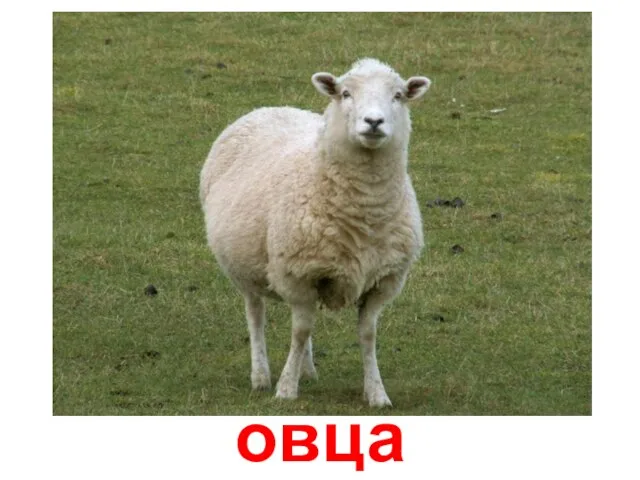 овца