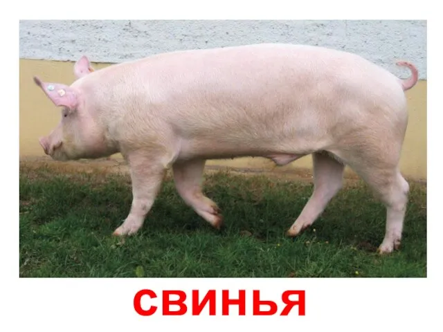 свинья