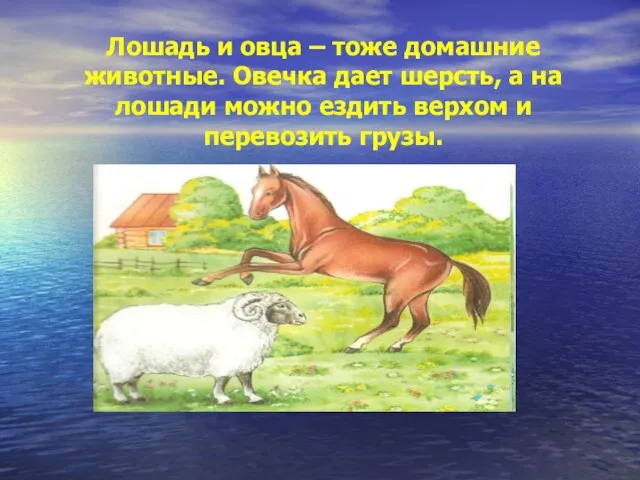 Лошадь и овца – тоже домашние животные. Овечка дает шерсть, а на