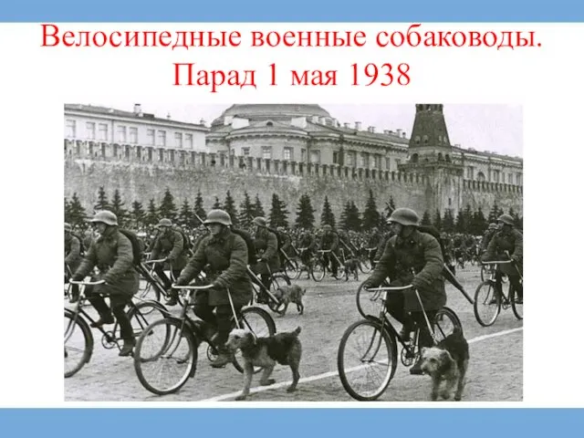 Велосипедные военные собаководы.Парад 1 мая 1938