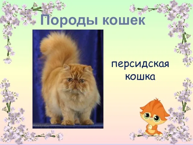 Породы кошек персидская кошка