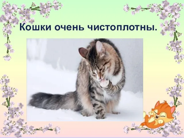 Кошки очень чистоплотны.