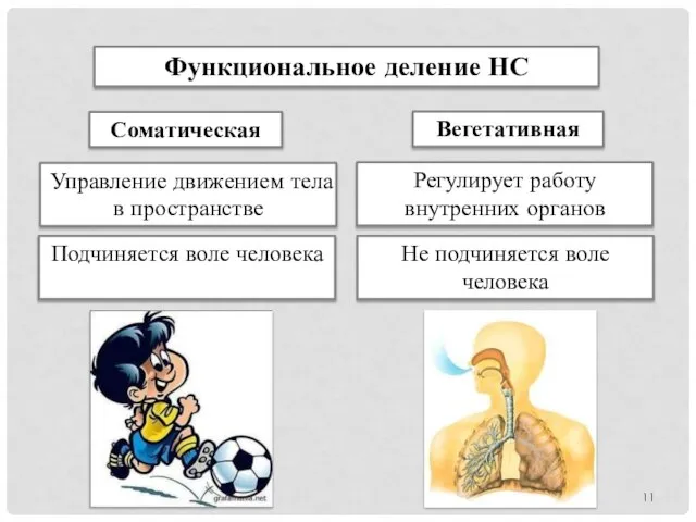 Функциональное деление НС Управление движением тела в пространстве Регулирует работу внутренних органов