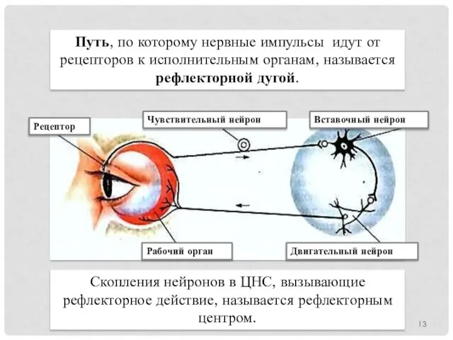 Путь, по которому нервные импульсы идут от рецепторов к исполнительным органам, называется