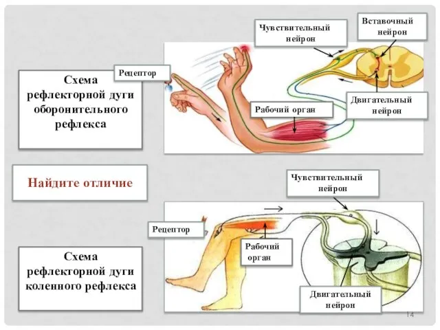 Найдите отличие Схема рефлекторной дуги оборонительного рефлекса Схема рефлекторной дуги коленного рефлекса