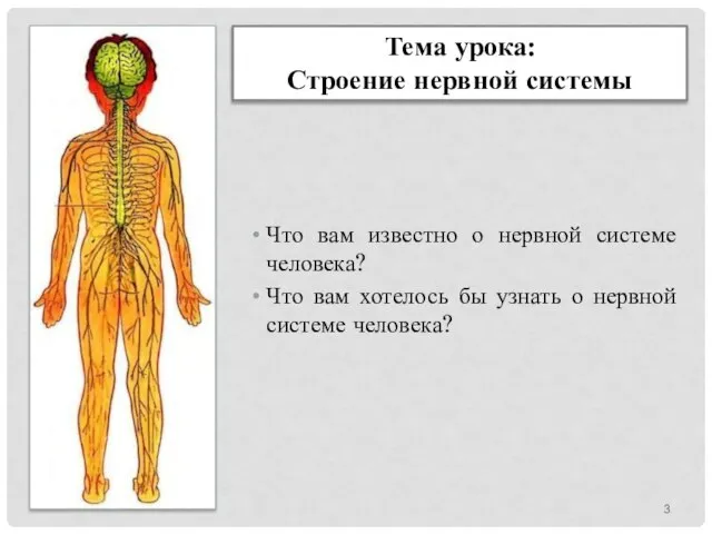 Тема урока: Строение нервной системы Что вам известно о нервной системе человека?