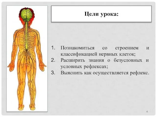 Цели урока: Познакомиться со строением и классификацией нервных клеток; Расширить знания о