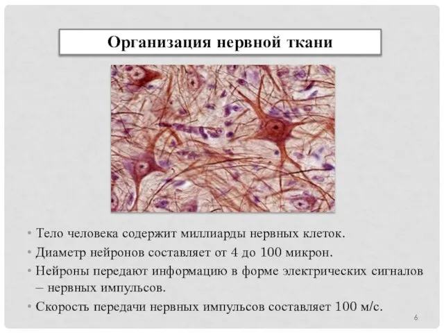 Тело человека содержит миллиарды нервных клеток. Диаметр нейронов составляет от 4 до