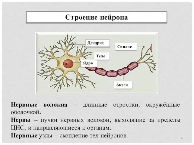 Строение нейрона Нервные волокна – длинные отростки, окружённые оболочкой. Нервы – пучки