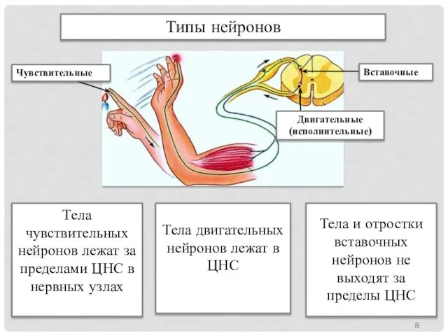 Типы нейронов Тела чувствительных нейронов лежат за пределами ЦНС в нервных узлах