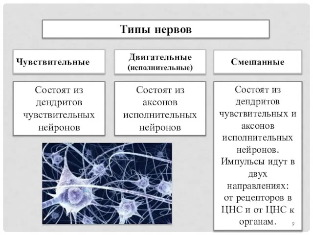 Типы нервов Состоят из дендритов чувствительных нейронов Состоят из аксонов исполнительных нейронов