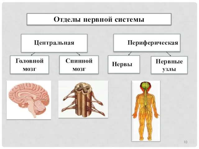 Отделы нервной системы Центральная Периферическая Головной мозг Спинной мозг Нервы Нервные узлы