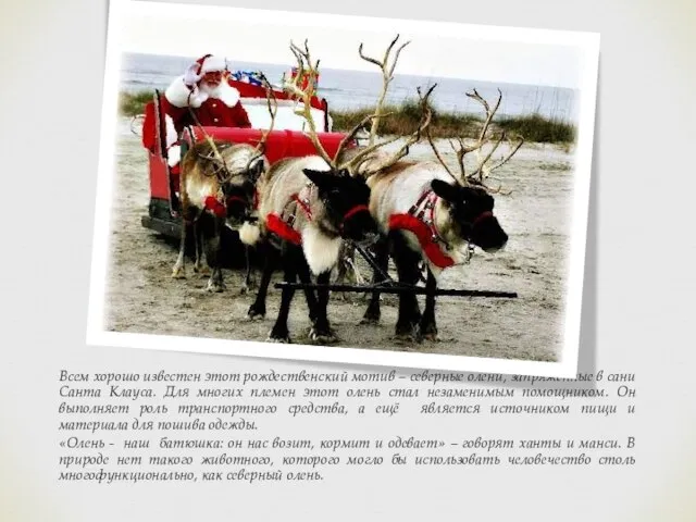 Всем хорошо известен этот рождественский мотив – северные олени, запряженные в сани