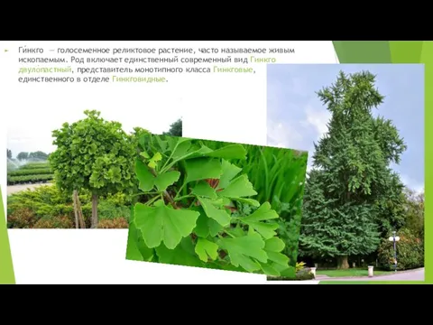 Ги́нкго — голосеменное реликтовое растение, часто называемое живым ископаемым. Род включает единственный