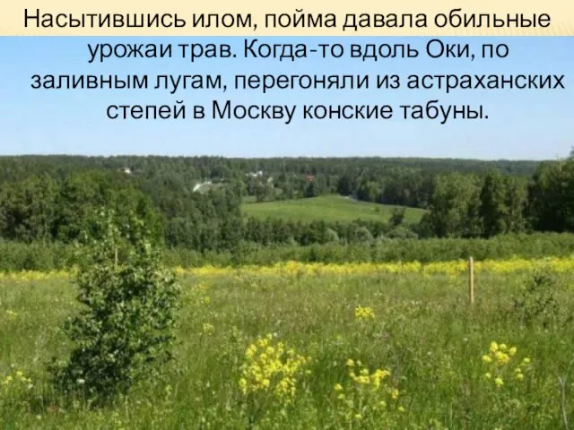 Насытившись илом, пойма давала обильные урожаи трав. Когда-то вдоль Оки, по заливным